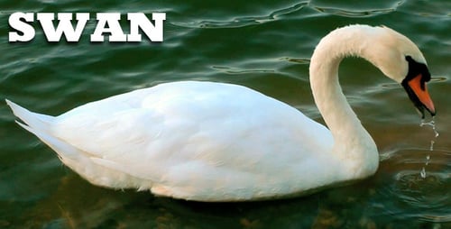 Swan