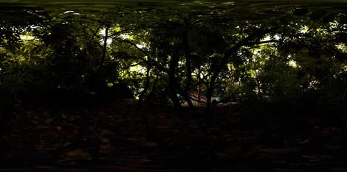 VR360 Vista del bosque selvático tropical