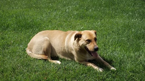 Dog Resting on Green Grass in Sunlight