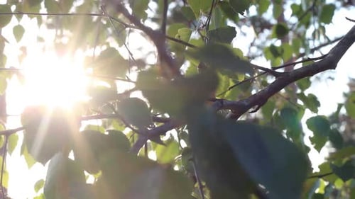 Sun Beams In The Forest