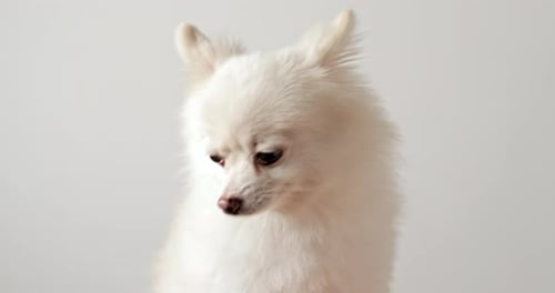 White pomeranian over white background