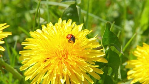 Ladybug Crawling on a Bright Yellow Dandelion