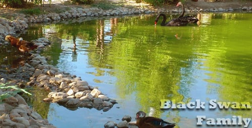 Black Swans and Ducks on a Tranquil Pond