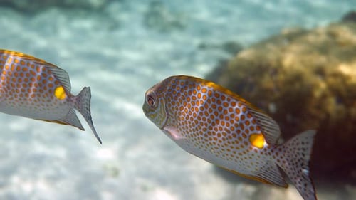 Unterwasservideo der Siganus Guttatus-Schule des Goldenen Kaninchenfisches im Korallenriff
