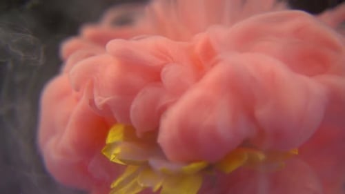 Blume und Farbe