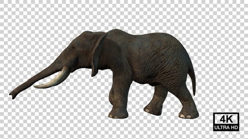 Elephant Walk Back Side View