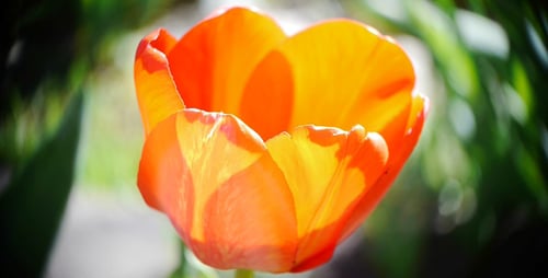 Radiant Orange Tulip Blooming in the Sunlight