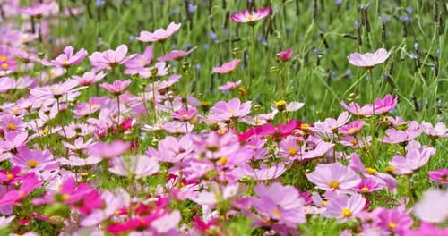 Pink cosmos flower field