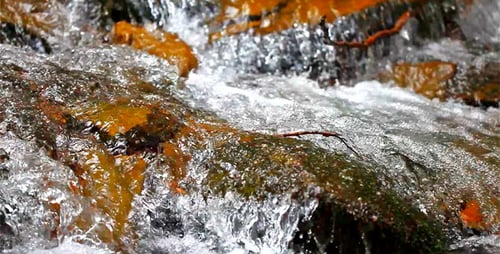Forest Stream