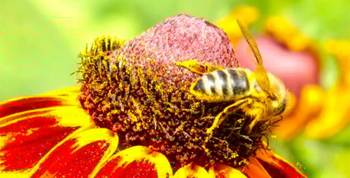 Bee Gathering Pollen on a Flower, Close Up