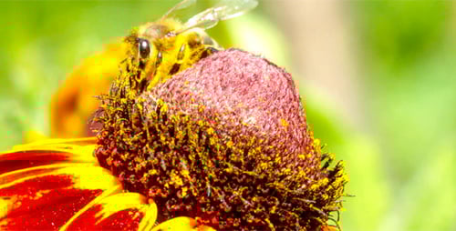 Bee Collecting Pollen from Bright Flower Close Up