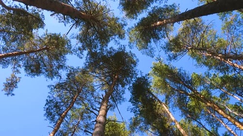 Bottom View Of Tall Old Pine Trees