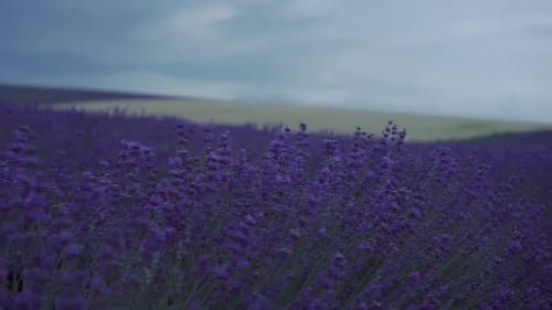 Summer Evening Fields of Lavender in French Countryside