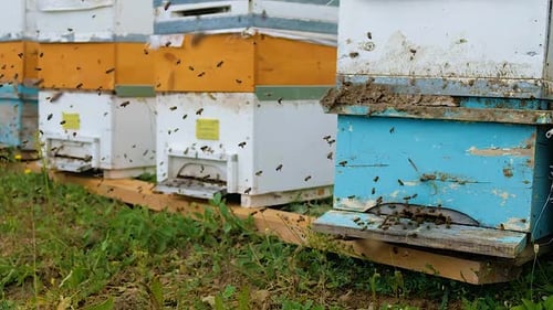 Honey Bees