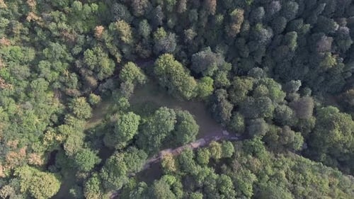 Fly Over Forest