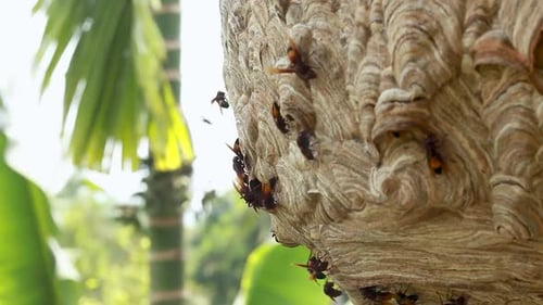 Wasp Hive With Active Wasps VI