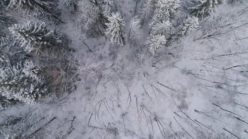 Winter Landscape with Forest