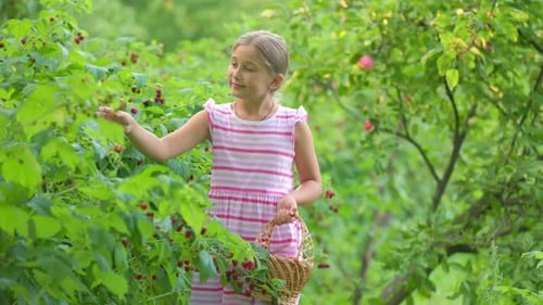 Girl Picking Ripe Raspberries into Basket in Garden