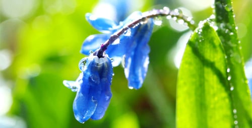 Spring Flowers