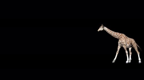 4K Giraffen-Gehen