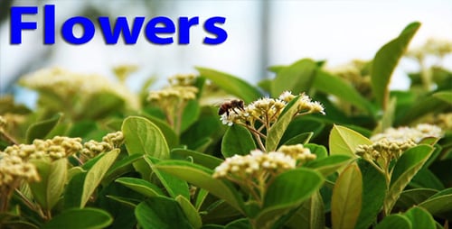 Des fleurs