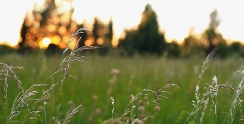 Green Field at Sunset Timelapse