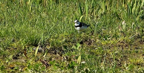 Kleiner Ringpfeifer (Charadrius Dubius) 3