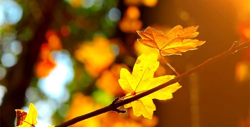 Autumn Foliage