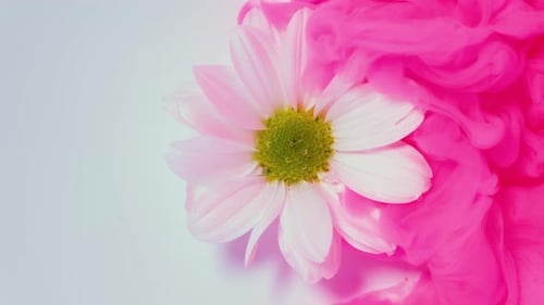 White Flower Surrounded by Pink Ink