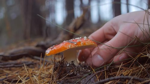 Close Up of Hand Picks a Fly Agaric Mushroom in the Forest