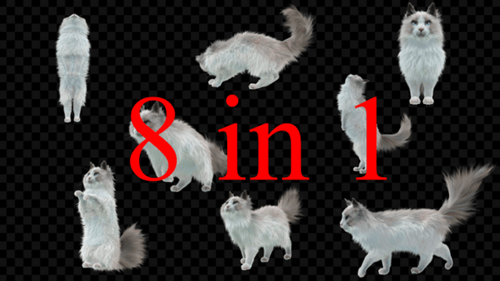 Cat 8er-Pack