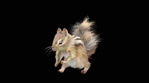 68 Chipmunk: Tanzen HD