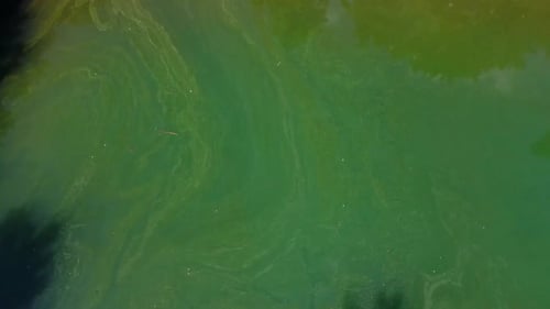 Polluted Lake Water Aerial View