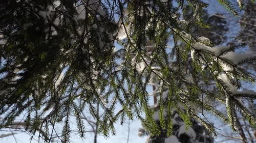 Nahaufnahme von verschneiten Fichtenzweigen im Wald am sonnigen Wintertag Details der Natur