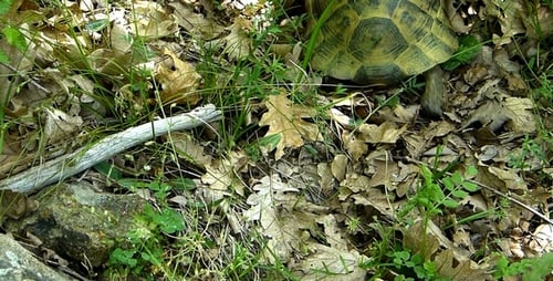 Schildkröte