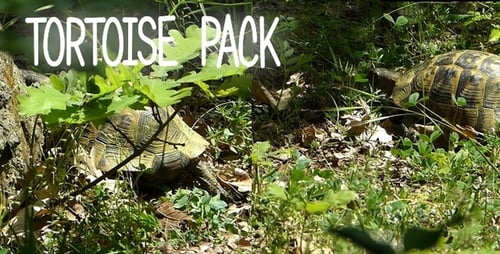Schildkröten-Paket