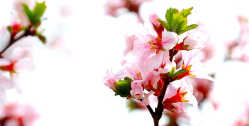 Close Up of Blooming Pink Spring Flowers