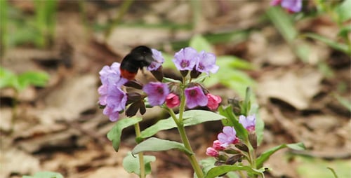Spring Flower