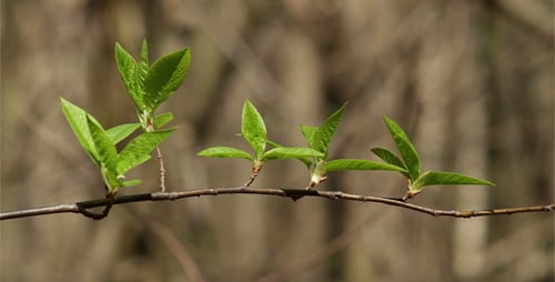 Spring Forest 02