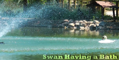 Schwan beim Baden