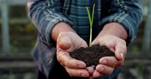 Farmer Hands Holding a Young Sprout
