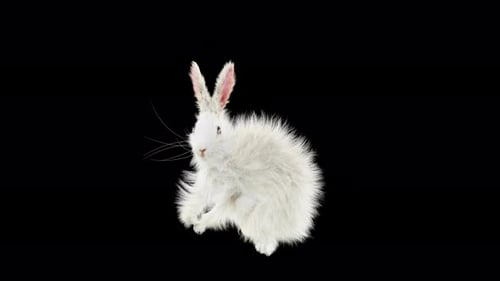 Fluffy White Rabbit Hopping Animation Loop