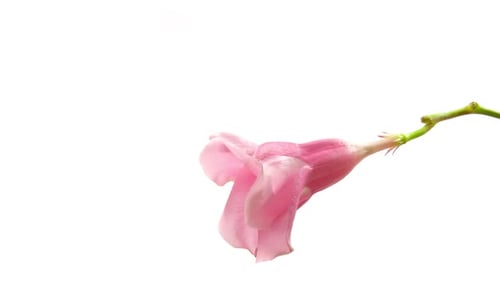 Time Lapse Mandevilla Flower Opening
