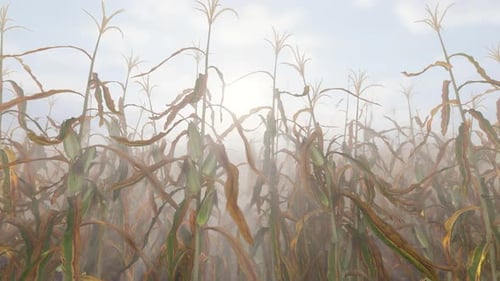 Mais-Feld