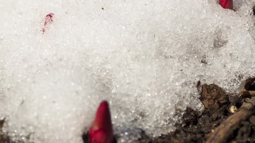 Red Flower Buds Emerging from Snow in Spring