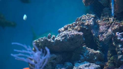 Underwater Sea World Behind the Glass of Aquarium