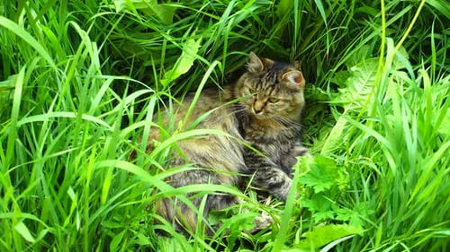 Cat Relaxing in Lush Green Grass