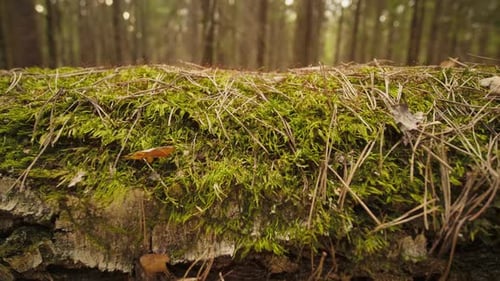 Close Up Tracking Shot Along a Fallen Tree Lying on the Forest Floor in Spring