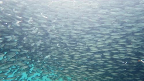 Shoal of Sardines in the Sea