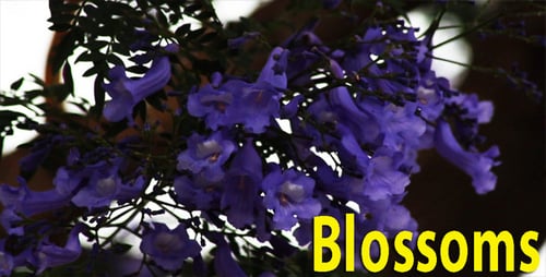 Blossoms